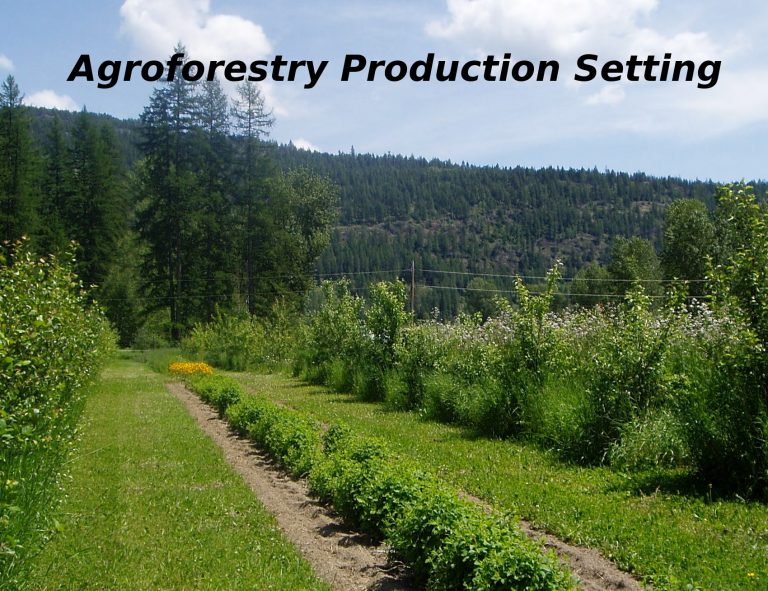 Agroforestry Production Setting