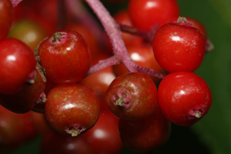 Red Elderberry