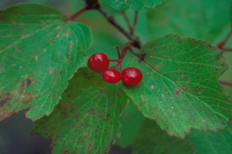 Highbush Cranberry