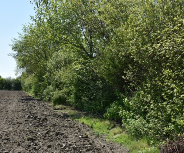 hedgerow, Delta Wildlife and Farmland Trust