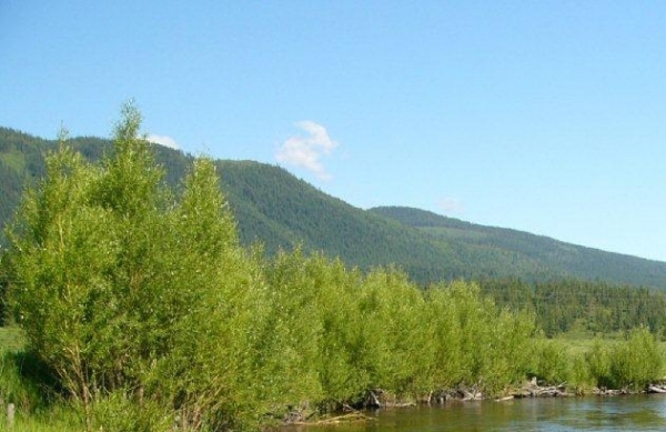 riparian buffer, Lumby