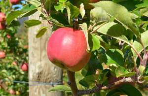 Fruit trees