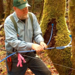 Tapping bigleaf maple